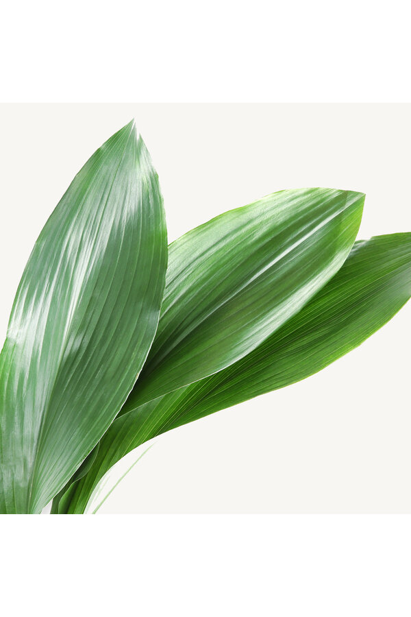 Hydroponiczna Aspidistra Elatior
