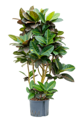 Hydroplant Kroton (Codiaeum) Variegatum Petra