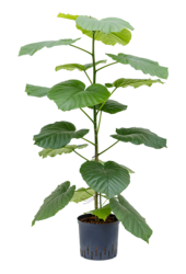 Hydroplant Fikus Umbellata