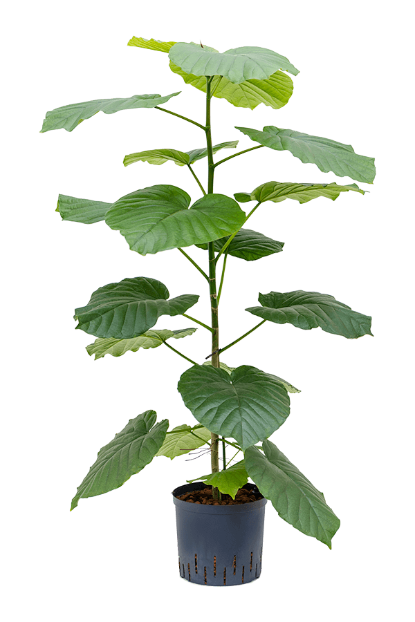 Hydroplant Fikus Umbellata
