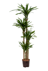 Hydroplant Dracaena Fragrans Riki