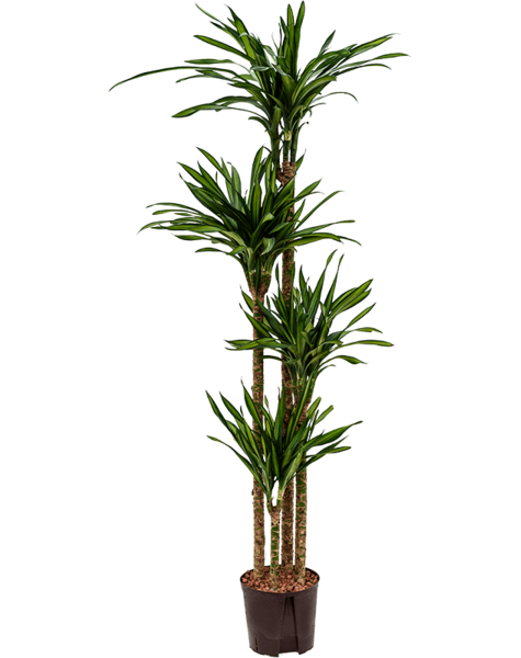 Hydroplant Dracaena
