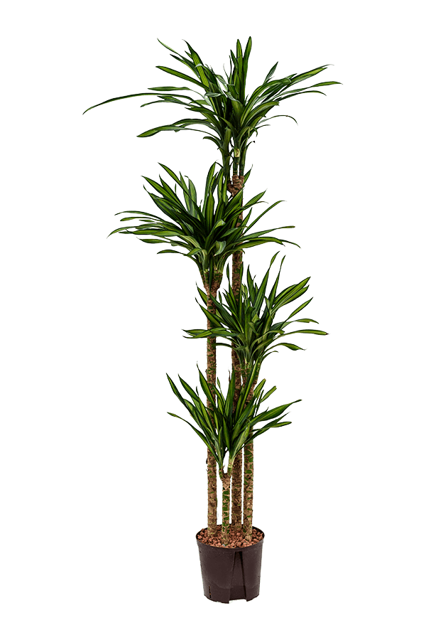 Hydroplant Dracaena Fragrans Riki