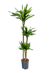 Hydroplant Dracaena Fragrans Riki