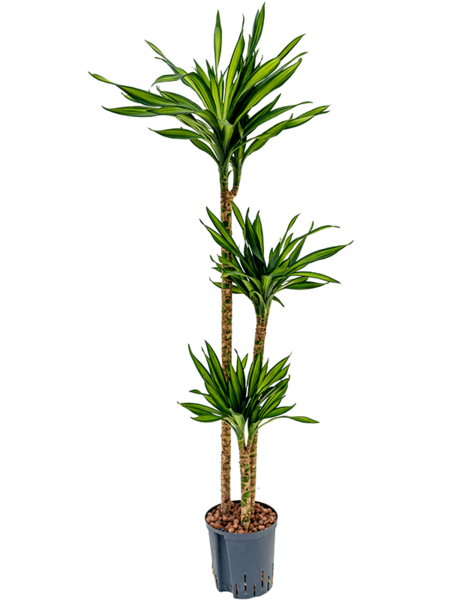 Hydroplant Dracaena