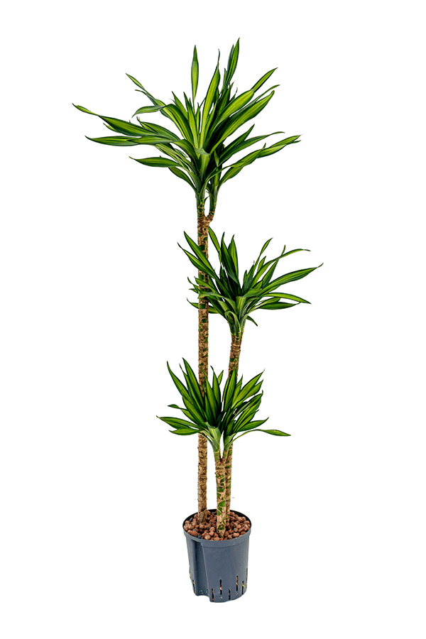 Hydroplant Dracaena Fragrans Riki