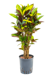 Hydro Roślina Kroton (Codiaeum) Variegatum Mrs. Iceton