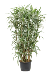 Hydroplant Dracena Deremensis White Stripe
