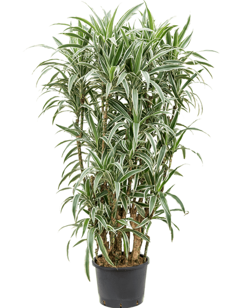 Hydroplant Dracena