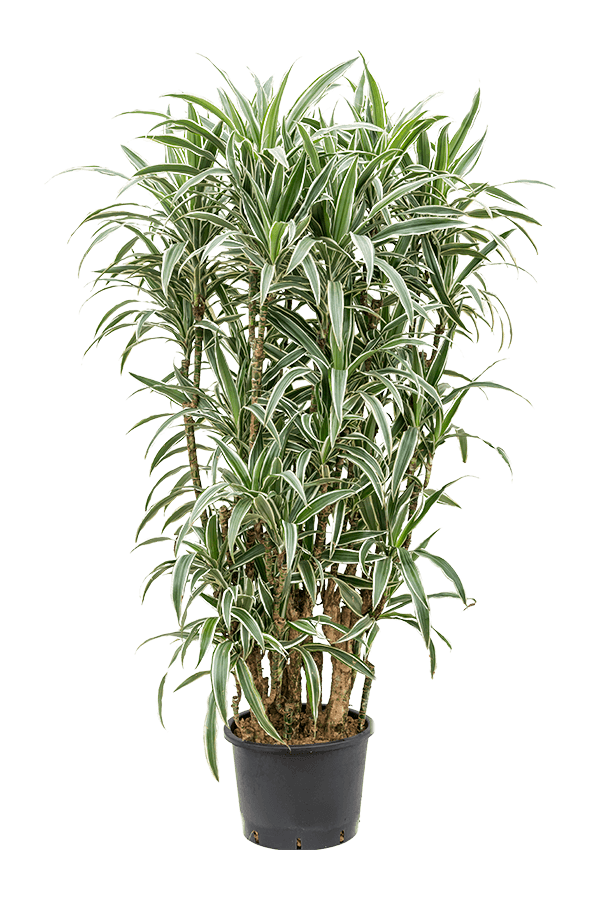 Hydroplant Dracena Deremensis White Stripe