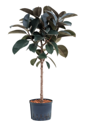 Hydroplant Ficus Elastica Abidjan