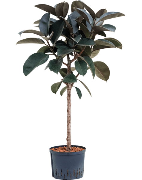 Hydroplant Ficus