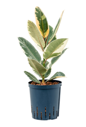 Hydroplant Ficus Elastica Tineke
