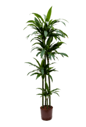 Hydroplant Dracaena Fragrans Janet Craig