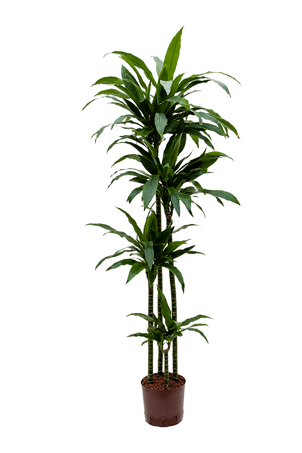 Hydroplant Dracaena Fragrans Janet Craig