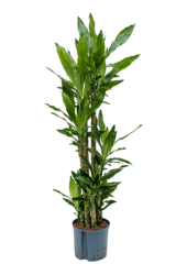 Hydroplant Dracena Fragrans Burundii