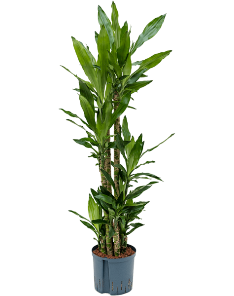 Hydroplant Dracena