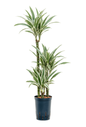 Hydroplant Dracena Fragrans White Stripe