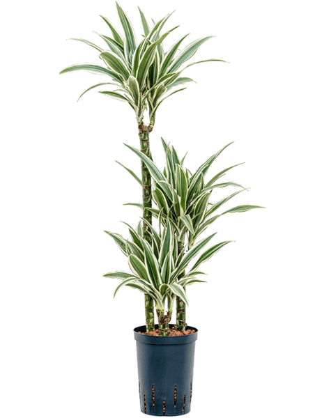 Hydroplant Dracena