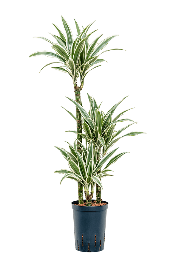 Hydroplant Dracena Fragrans White Stripe