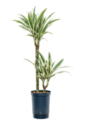 Hydroplant Dracena Fragrans White Stripe