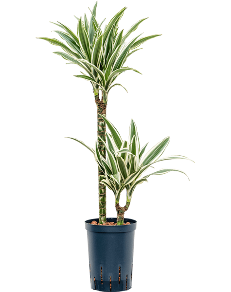Hydroplant Dracena
