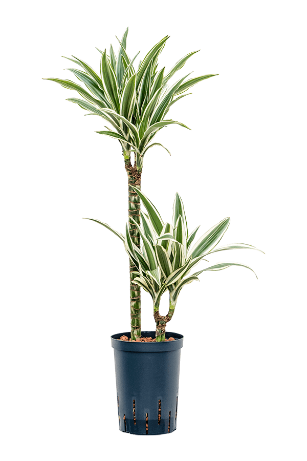 Hydroplant Dracena Fragrans White Stripe