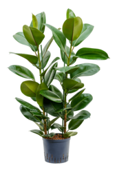 Hydroplant Ficus Elastica Robusta