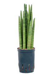 Hydroplant Sansevieria Cylindrica Tower