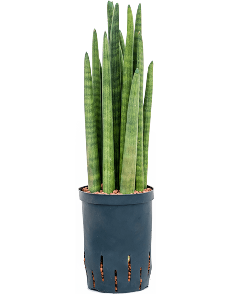 Hydroplant Sansevieria