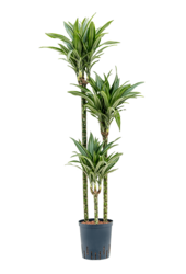 Hydroplant Dracaena Fragrans Ulises