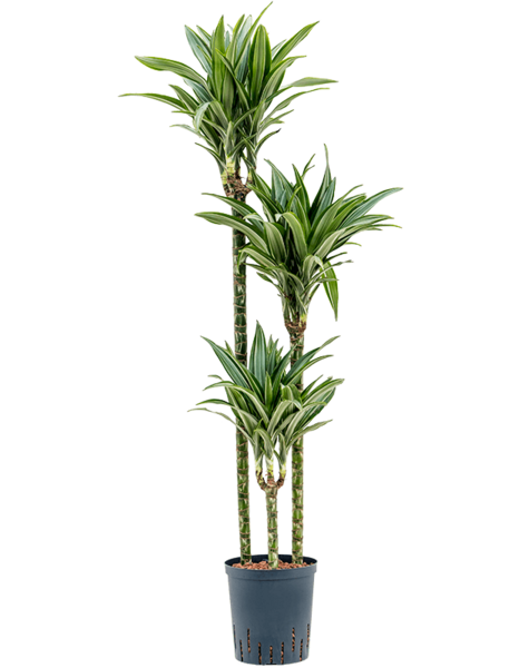 Hydroplant Dracaena