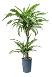Hydroplant Dracena Fragrans Ulises