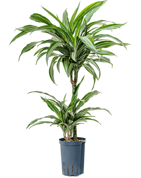Hydroplant Dracena