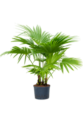 Hydroplant Livistona Chinensis