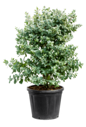 Eukaliptus gunnii krzew XL