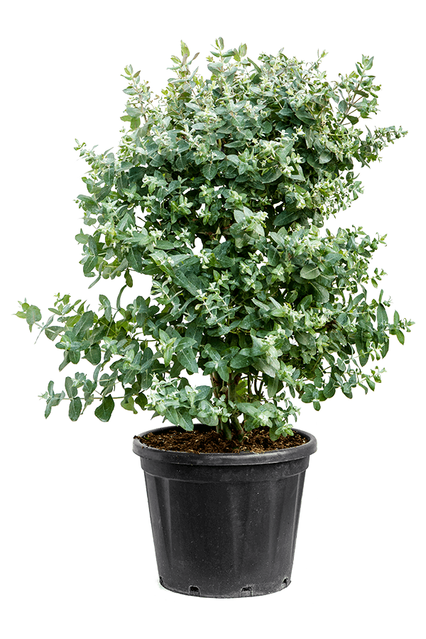Eukaliptus gunnii krzew XL