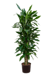 Dracaena Fragans Janet Lind