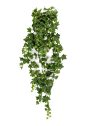 Bluszcz Wiszący