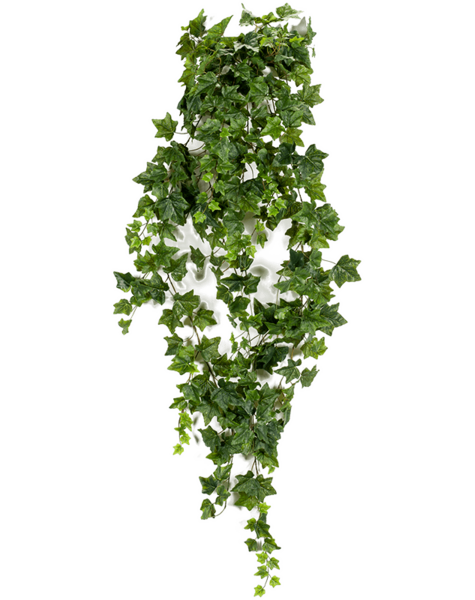 Bluszcz Wiszący