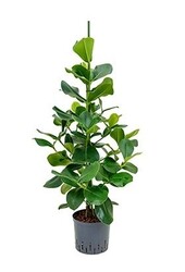 Roślina hydroponiczna Clusia rosea