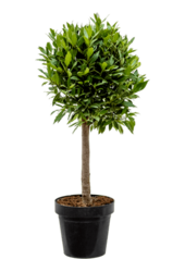Laurus Nobilis Pień M