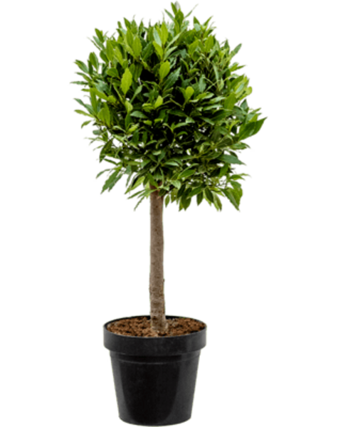 Laurus Nobilis