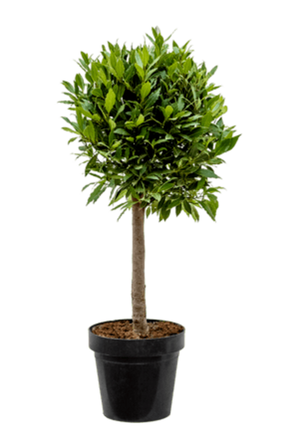 Laurus Nobilis Pień M