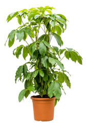 Schefflera Amate