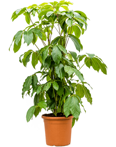 Schefflera