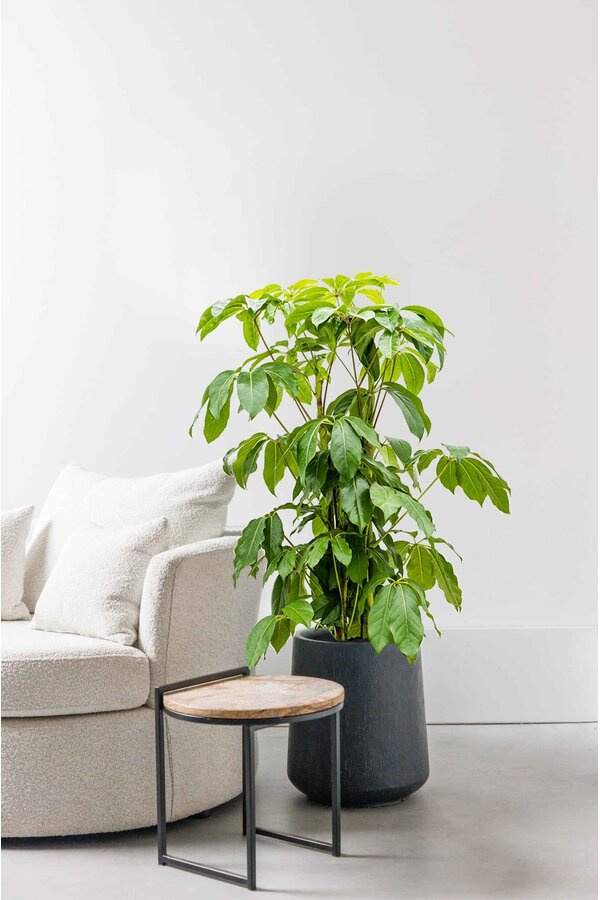Schefflera Amate