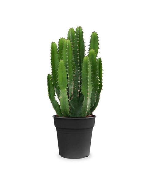 Euphorbia