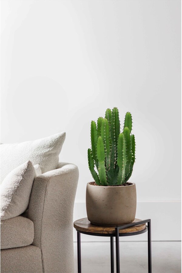 Euphorbia triangularis