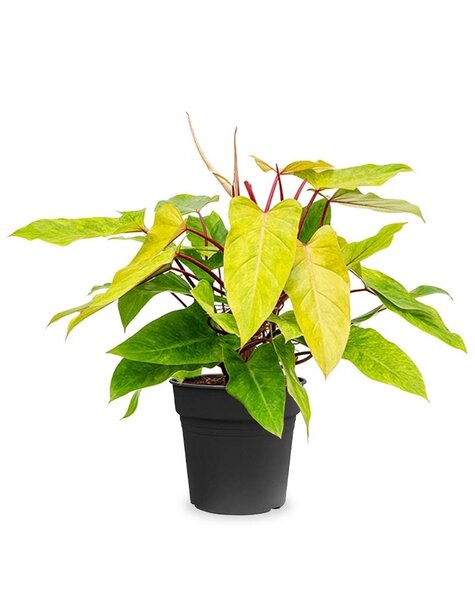 Filodendron